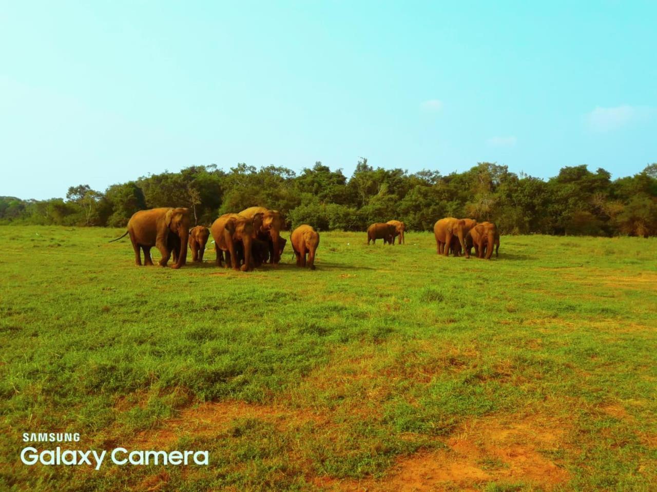 Minneriya Jeep Safari Habarana Exterior foto
